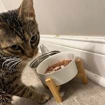 Thumbnail photo of Sagwa #4