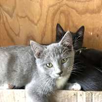 Thumbnail photo of Princess & Her 4 Kittens #2