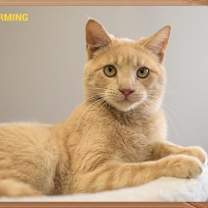 Thumbnail photo of Prince Charming #1