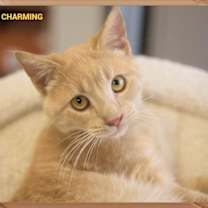 Thumbnail photo of Prince Charming #2