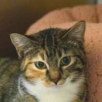 Thumbnail photo of Minfilia #1