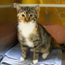 Thumbnail photo of Minfilia #2