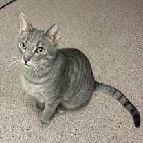 Thumbnail photo of Silvee #1