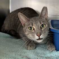 Thumbnail photo of Silvee #2