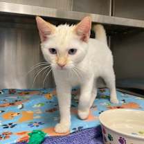 Thumbnail photo of Rook #1