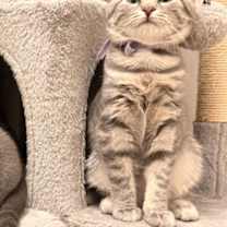 Thumbnail photo of Maple (Autumn Litter) #1