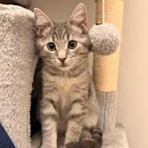 Thumbnail photo of Leif (Autumn Litter) #1