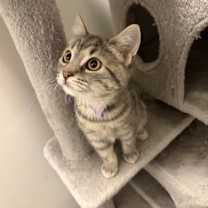 Thumbnail photo of Maple (Autumn Litter) #2