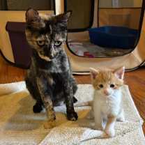 Thumbnail photo of Mother Goose #3