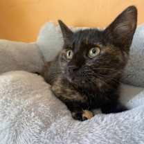 Thumbnail photo of Honeynut #2