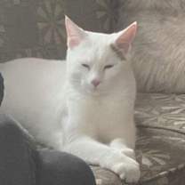 Thumbnail photo of SeeBee #1