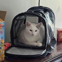 Thumbnail photo of SeeBee #3