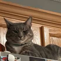 Thumbnail photo of Romeow #1