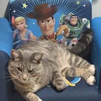 Thumbnail photo of Romeow #2