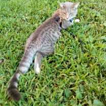 Thumbnail photo of Romeow #3