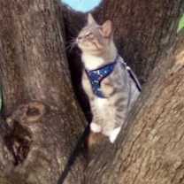 Thumbnail photo of Romeow #4