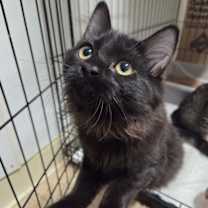 Thumbnail photo of Belly #2