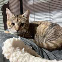 Thumbnail photo of Tinsel  #1