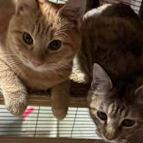 Thumbnail photo of Tinsel  #2