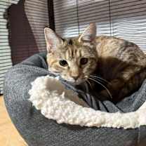 Thumbnail photo of Tinsel  #3