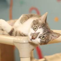 Thumbnail photo of Cow #1