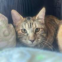 Thumbnail photo of Tinsel  #4