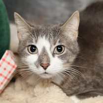 Thumbnail photo of Cow #3