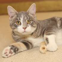 Thumbnail photo of Hubert #3