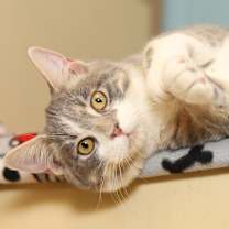 Thumbnail photo of Hubert #4