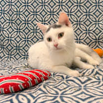 Thumbnail photo of Bonita #4