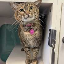 Thumbnail photo of Cookie #1