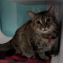 Thumbnail photo of Cookie #3