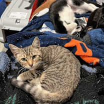 Thumbnail photo of Mystic #3