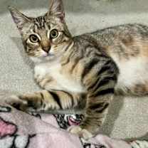 Thumbnail photo of Mystic #4