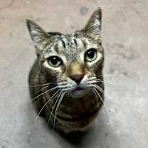 Thumbnail photo of Gracie Lou #1