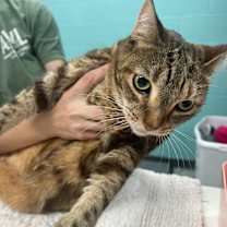 Thumbnail photo of Gracie Lou #2