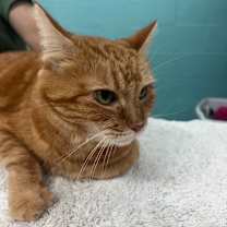 Thumbnail photo of Piper #2