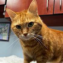 Thumbnail photo of Piper #3