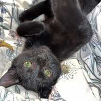 Thumbnail photo of Dex #4