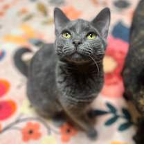 Thumbnail photo of Posh #1