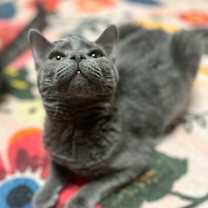 Thumbnail photo of Posh #3