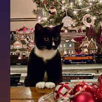 Thumbnail photo of TOMMY #1