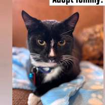 Thumbnail photo of TOMMY #2