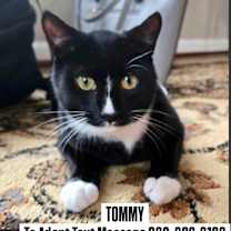 Thumbnail photo of TOMMY #3