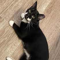 Thumbnail photo of Jj Fluffertons #1