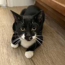 Thumbnail photo of Jj Fluffertons #3