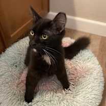 Thumbnail photo of Pj Fluffertons #4