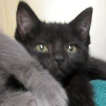 Thumbnail photo of Coconut #1