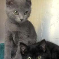 Thumbnail photo of Coconut #3