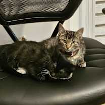 Thumbnail photo of Skittles (The Brown Tabby) & I'm Free #4